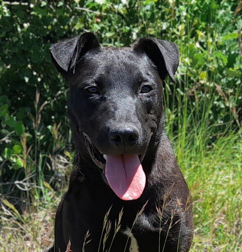 Arko