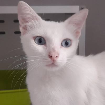 BAMBINA