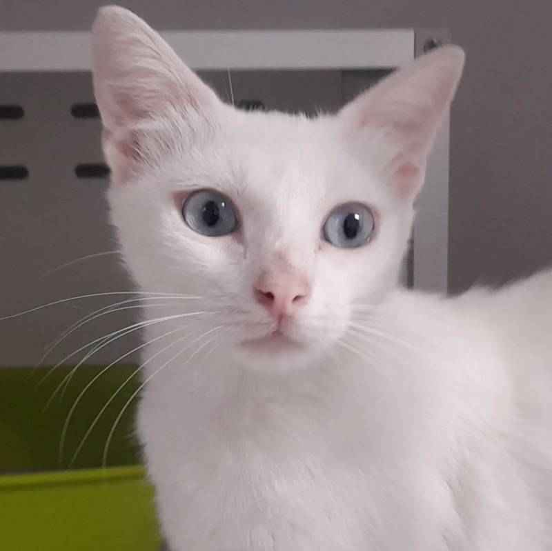Bambina