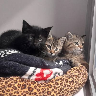 Bonnie et Buffy