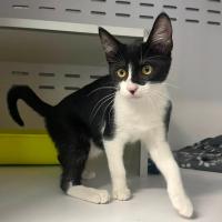 BULMA