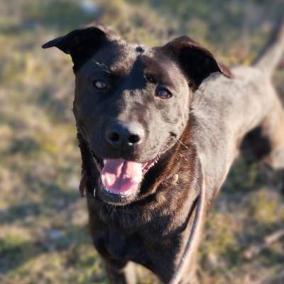 LAIKA