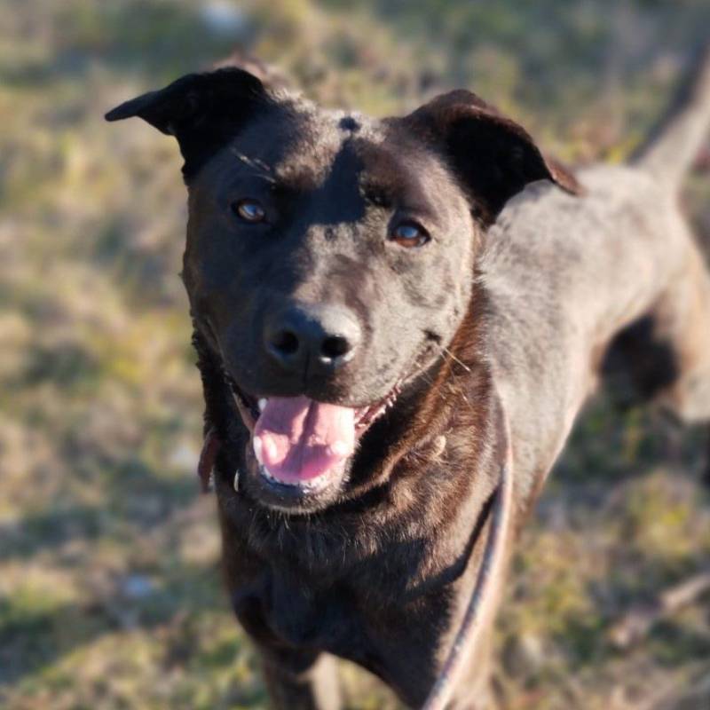 Laika
