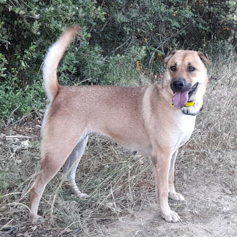 Laya