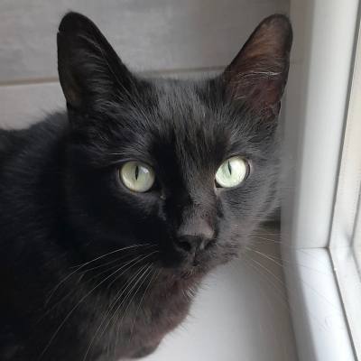 MOWGLI