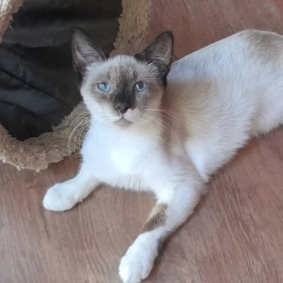 NEYLIA