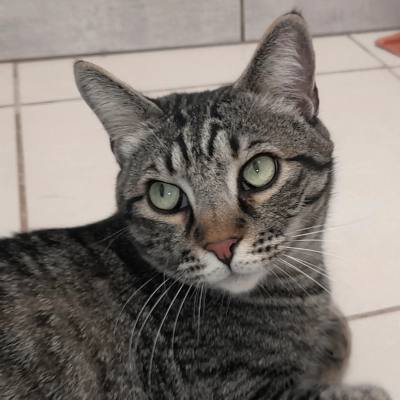 SIRIUS