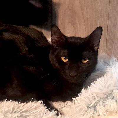 ZOLA