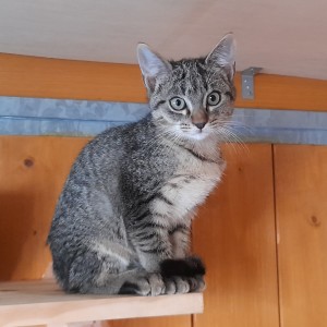 FIFI, adoptée