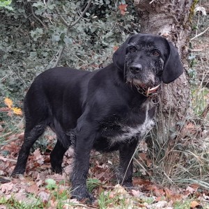 BELLE, croisé labrador, née en 06/2015