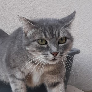 LARA, adoptée