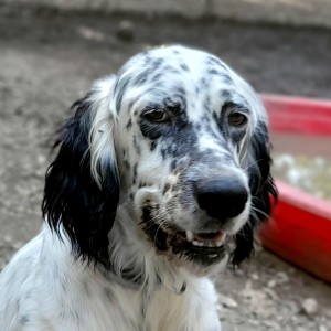 ROCKY, Setter anglais, né en 07/2020