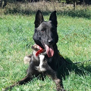 MILKA, berger malinois, né en 01/2019