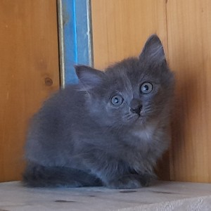 FIONA, adoptée