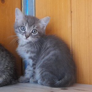 LILIA, adoptée