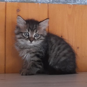 MOLLY, adoptée