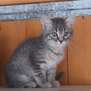 Nina, adoptée