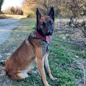 TERRY, malinois, né en 11/2022